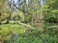 Groschenwasser, Okt 2025